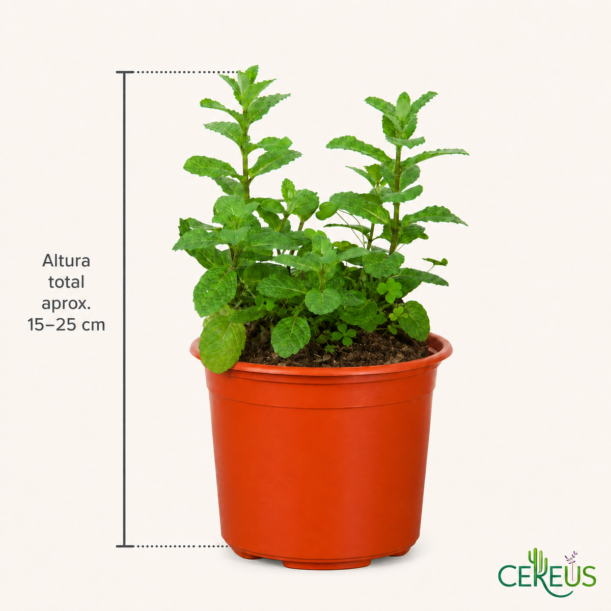 Menta (Hierbabuena) con Macetero – 15 a 25 cm