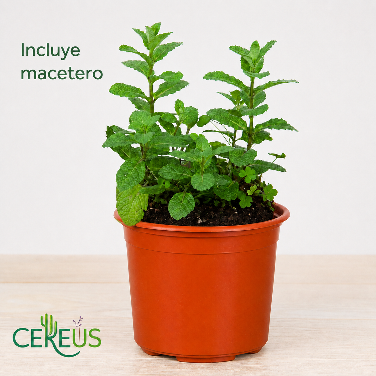 Menta (Hierbabuena) con Macetero – 15 a 25 cm