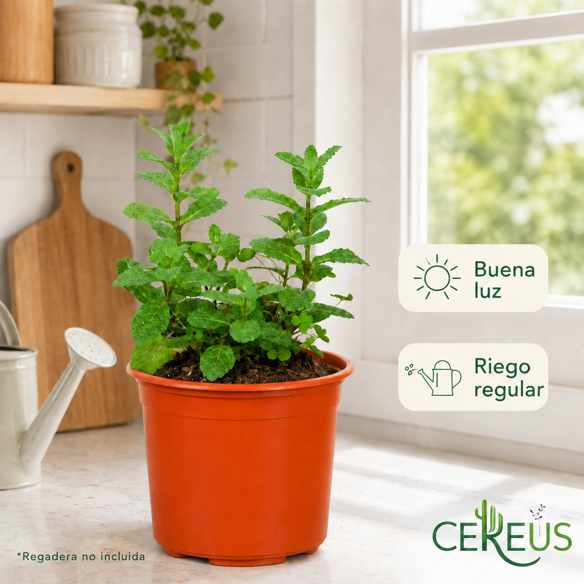 Menta (Hierbabuena) con Macetero – 15 a 25 cm