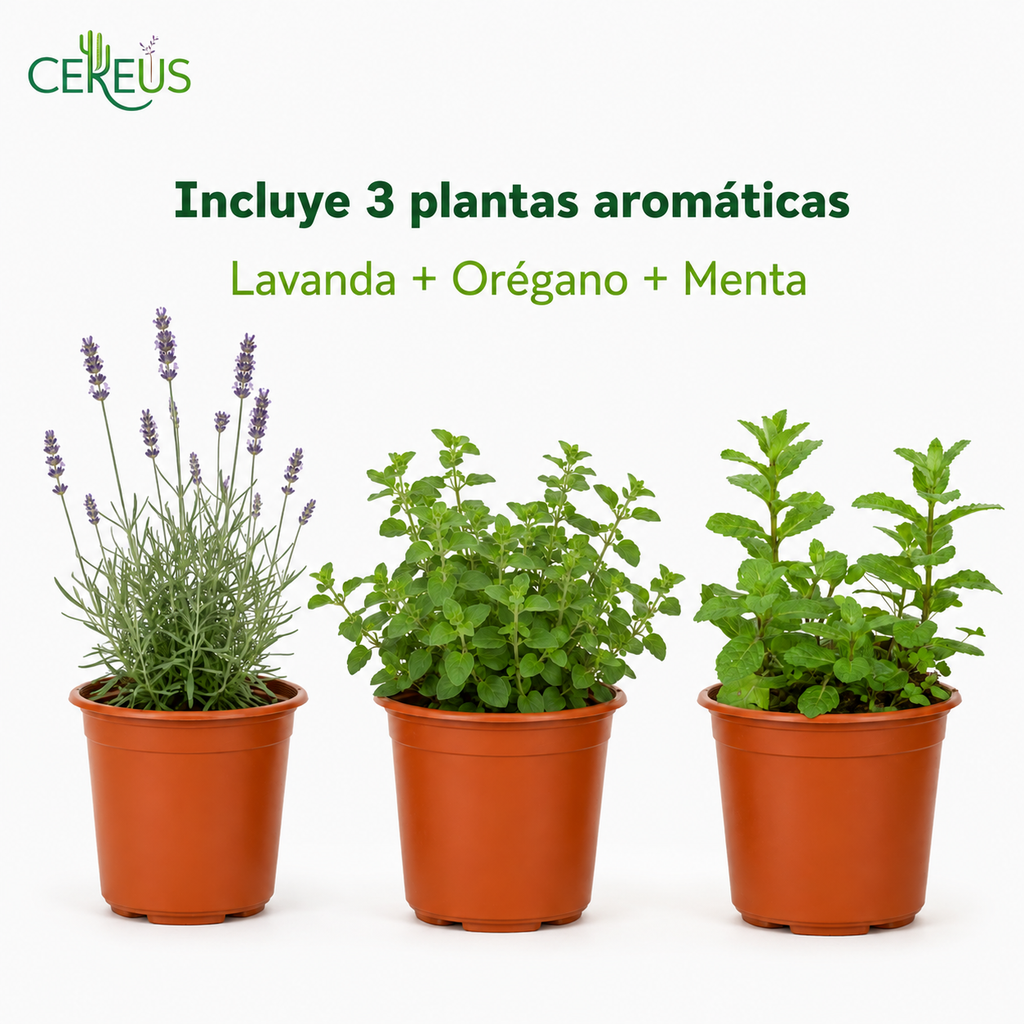 Set 3 Plantas Aromáticas con Macetero – Lavanda, Orégano y Menta