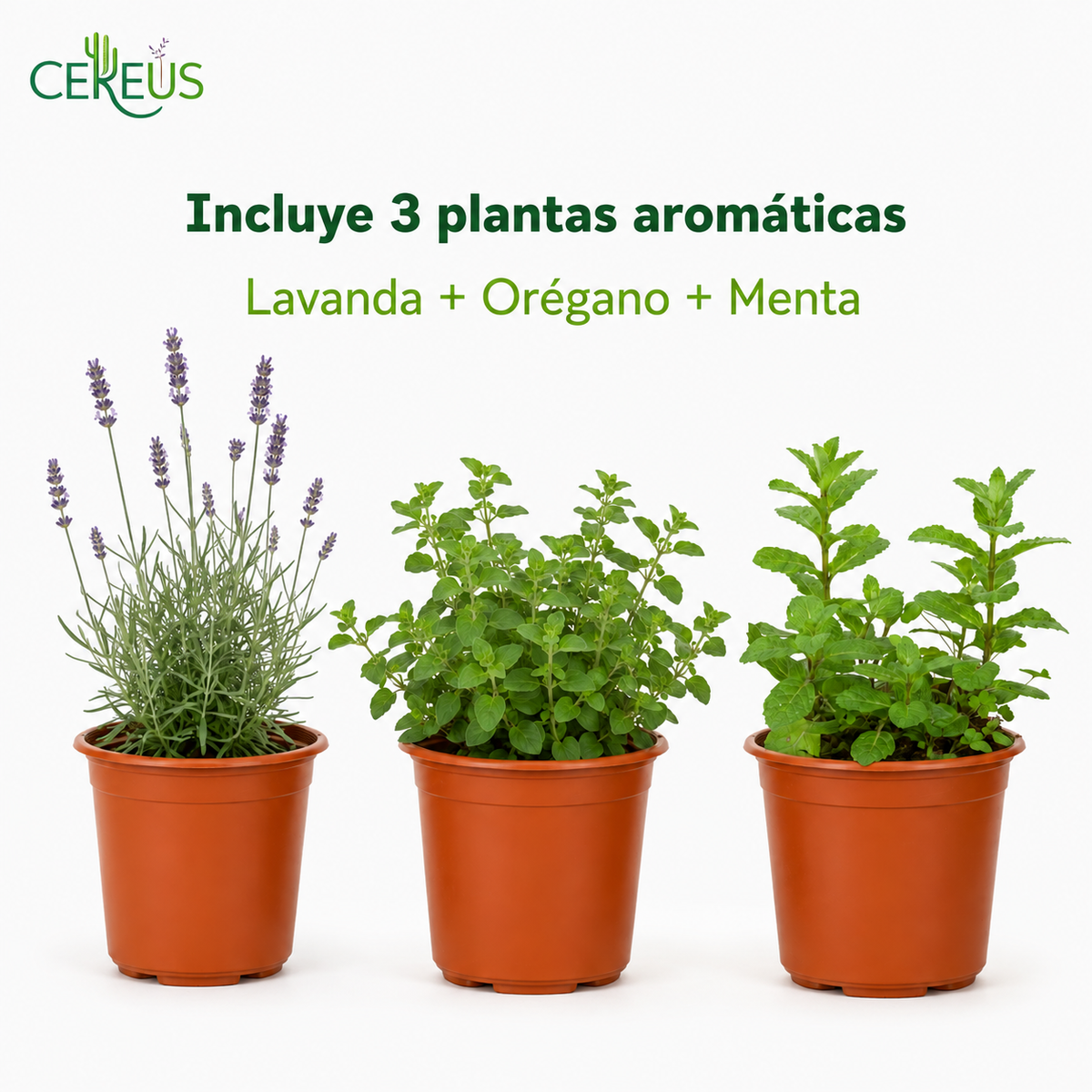Set 3 Plantas Aromáticas con Macetero – Lavanda, Orégano y Menta
