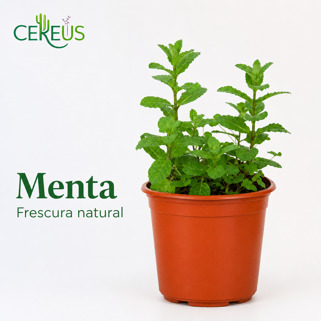 Set 3 Plantas Aromáticas con Macetero – Lavanda, Orégano y Menta
