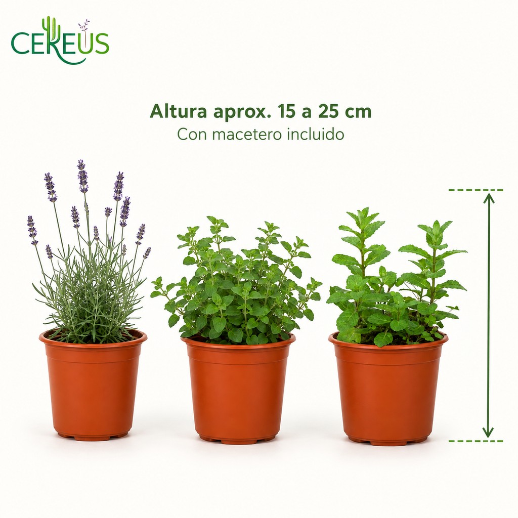 Set 3 Plantas Aromáticas con Macetero – Lavanda, Orégano y Menta