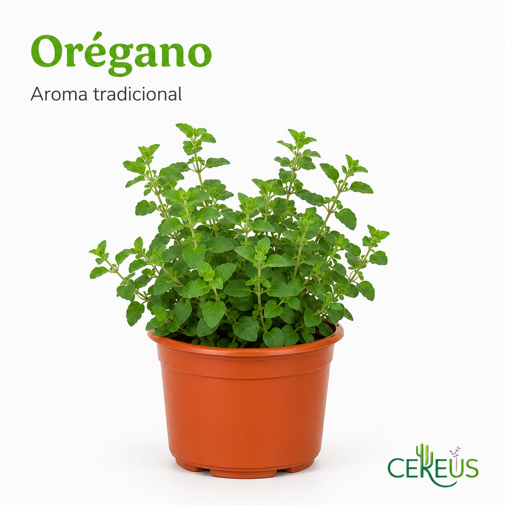Set 3 Plantas Aromáticas con Macetero – Lavanda, Orégano y Menta