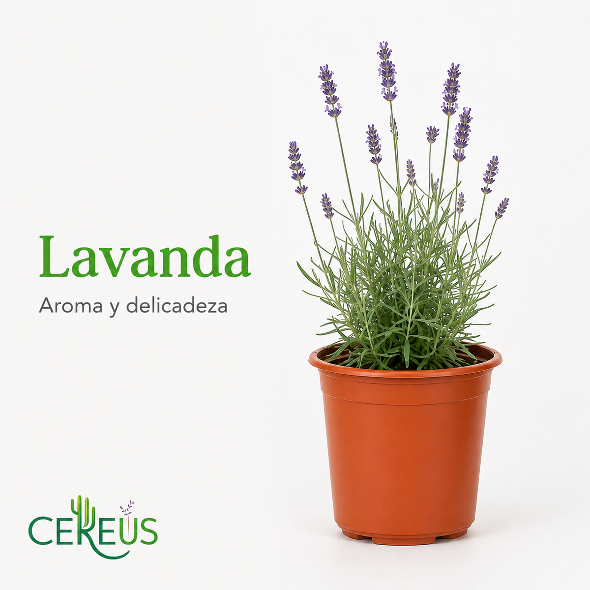 Set 3 Plantas Aromáticas con Macetero – Lavanda, Orégano y Menta