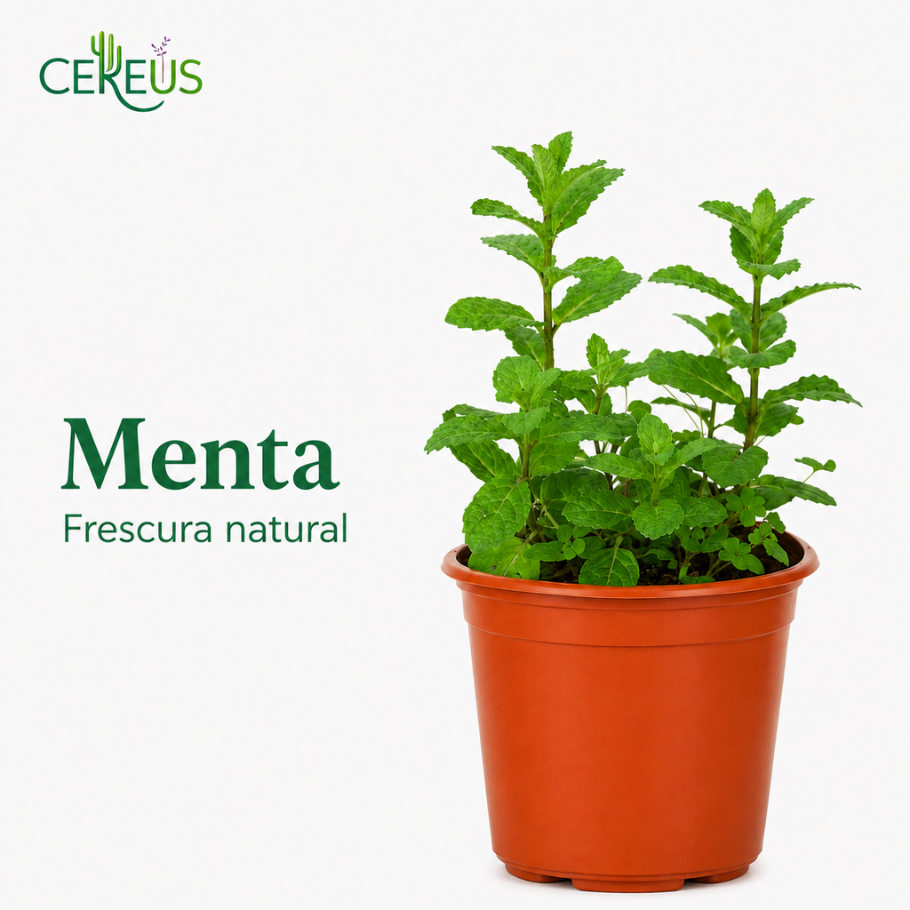 Set Cocina Plantas Aromáticas con Macetero – Menta, Orégano y Tomillo