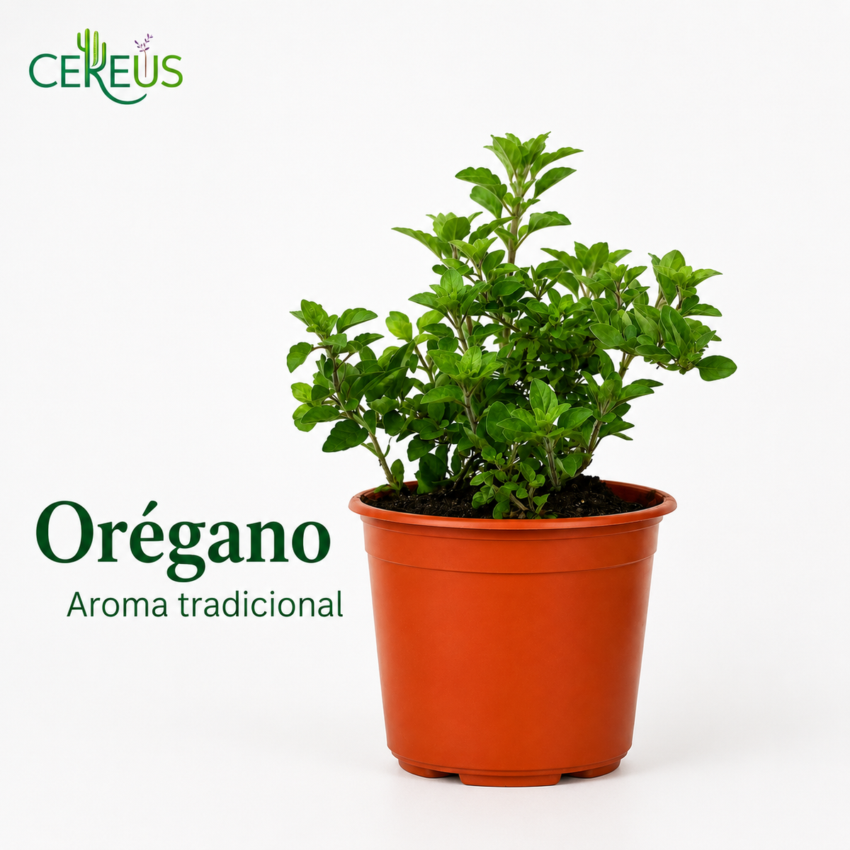 Set Cocina Plantas Aromáticas con Macetero – Menta, Orégano y Tomillo
