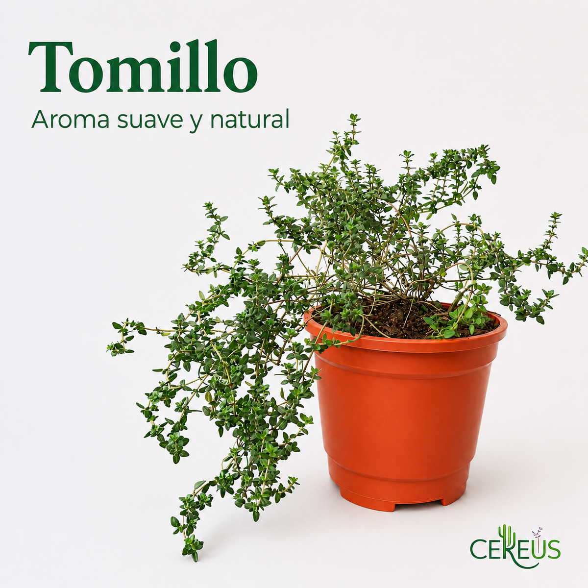 Set Cocina Plantas Aromáticas con Macetero – Menta, Orégano y Tomillo
