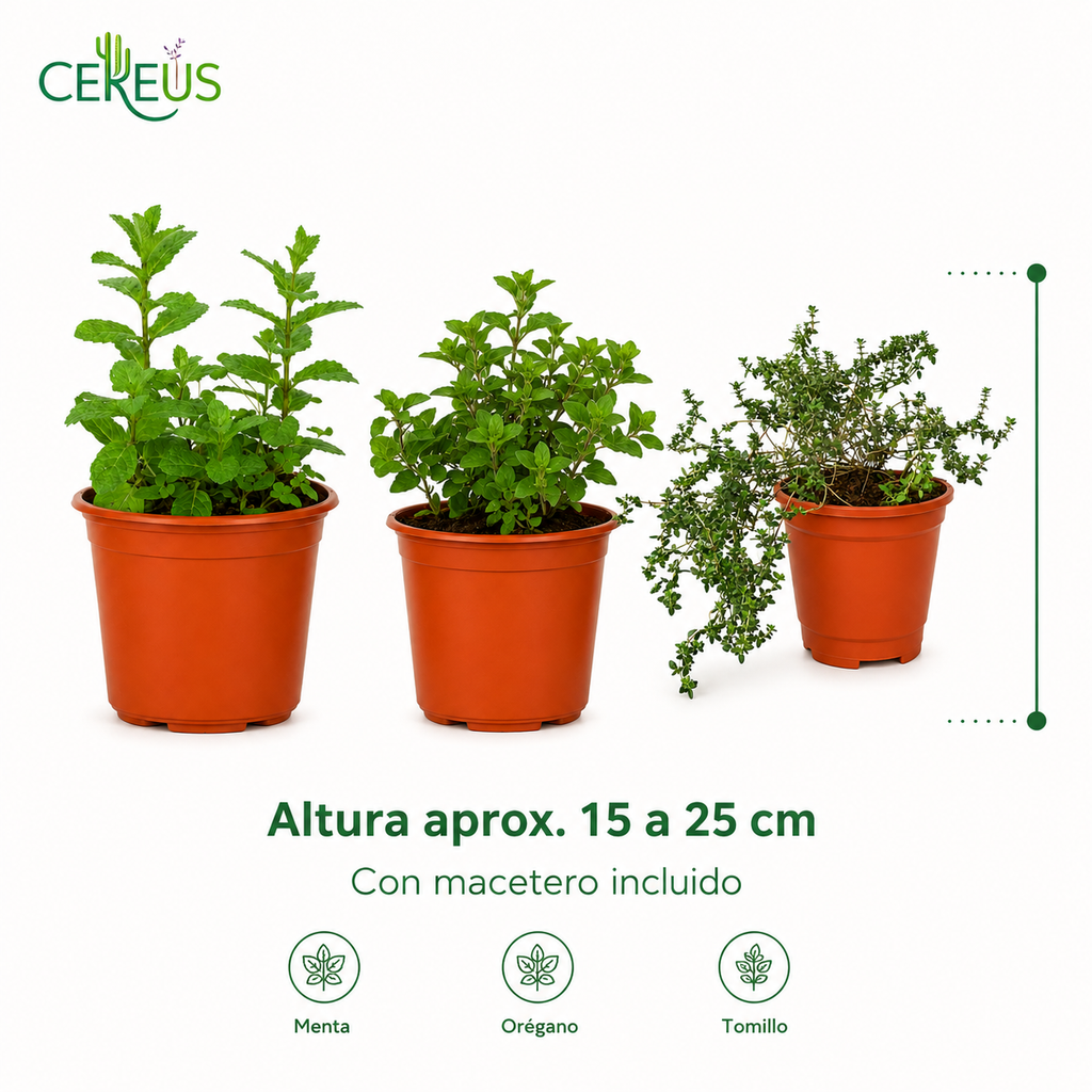 Set Cocina Plantas Aromáticas con Macetero – Menta, Orégano y Tomillo