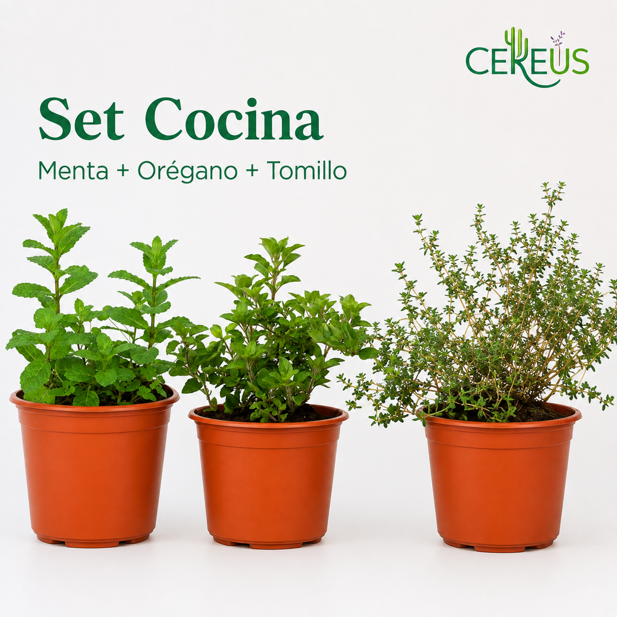 Set Cocina Plantas Aromáticas con Macetero – Menta, Orégano y Tomillo