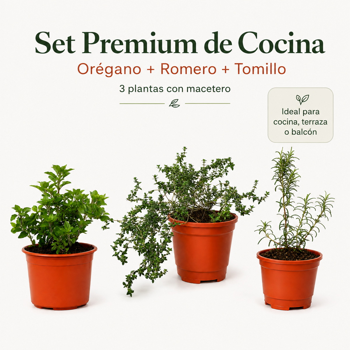 Set Premium de Cocina – Orégano, Romero y Tomillo con Maceteros