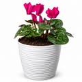 Violeta de Persia Cyclamen con Macetero 20 a 25 cm