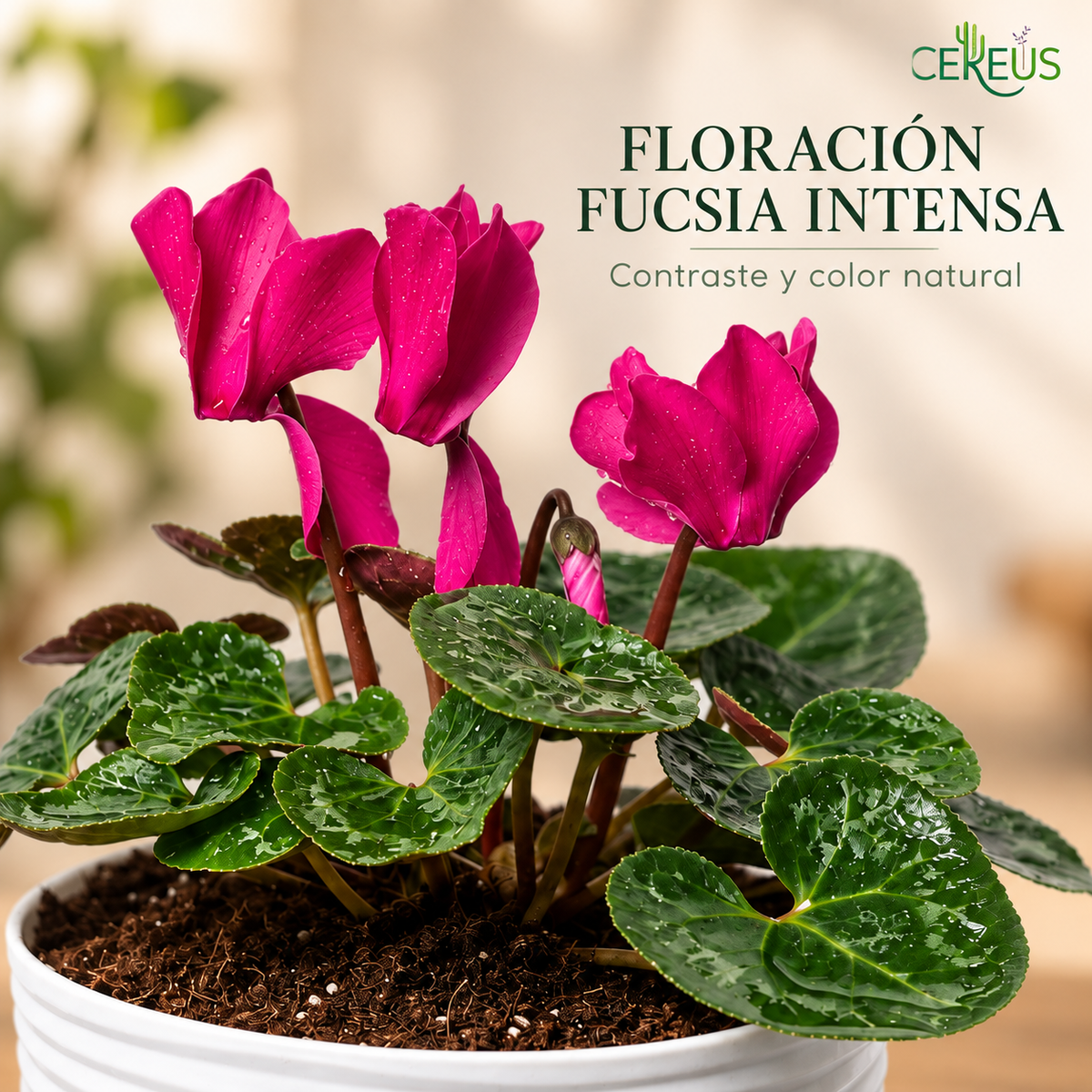 Violeta de Persia Cyclamen con Macetero 20 a 25 cm