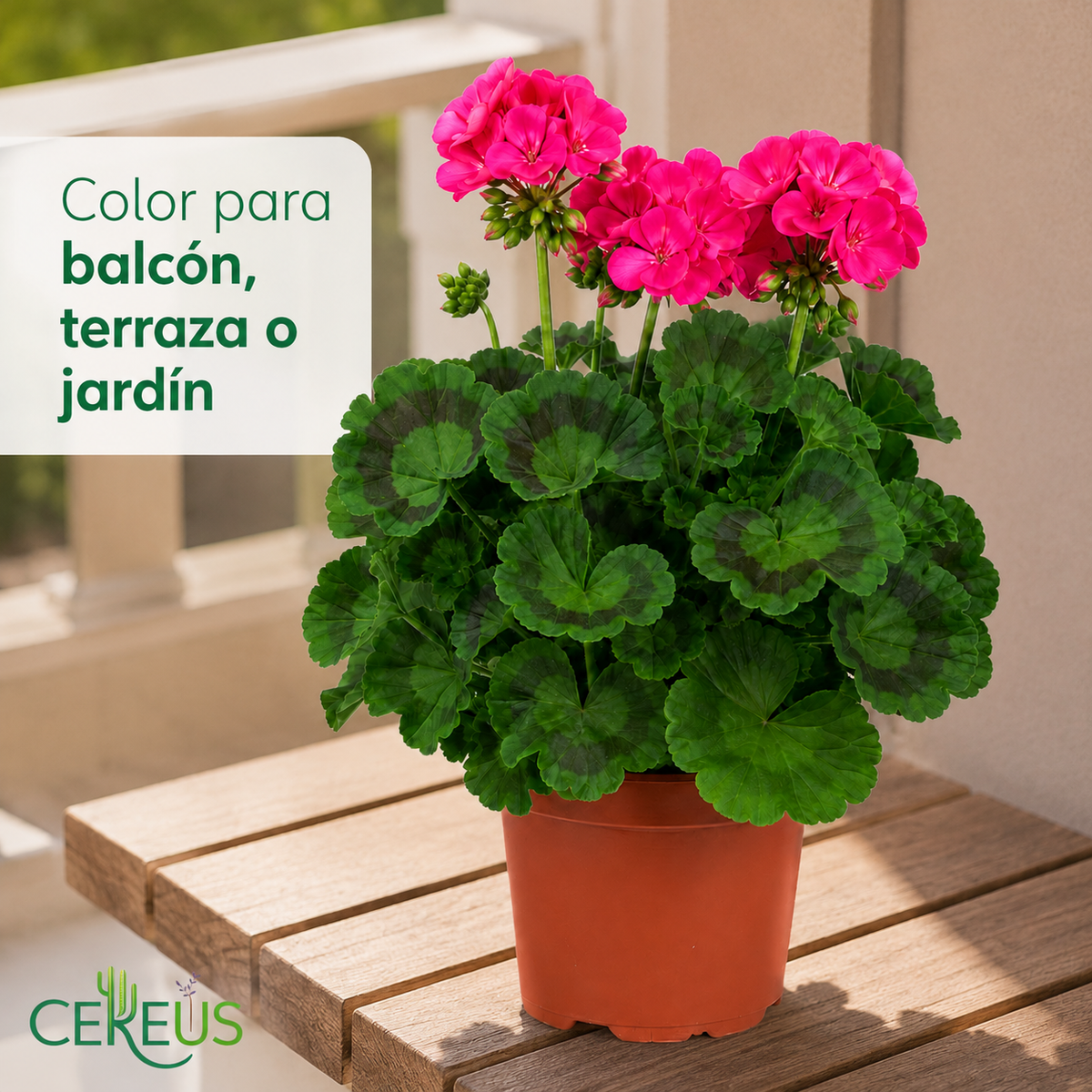 Geranio Zonal con Macetero – 15 a 25 cm