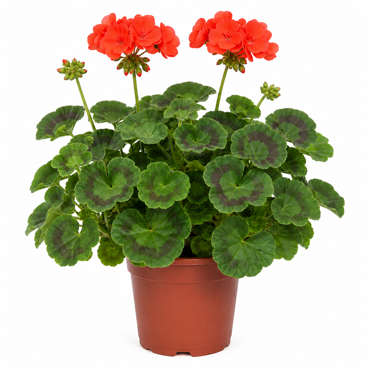 Geranio Zonal con Macetero – 15 a 25 cm
