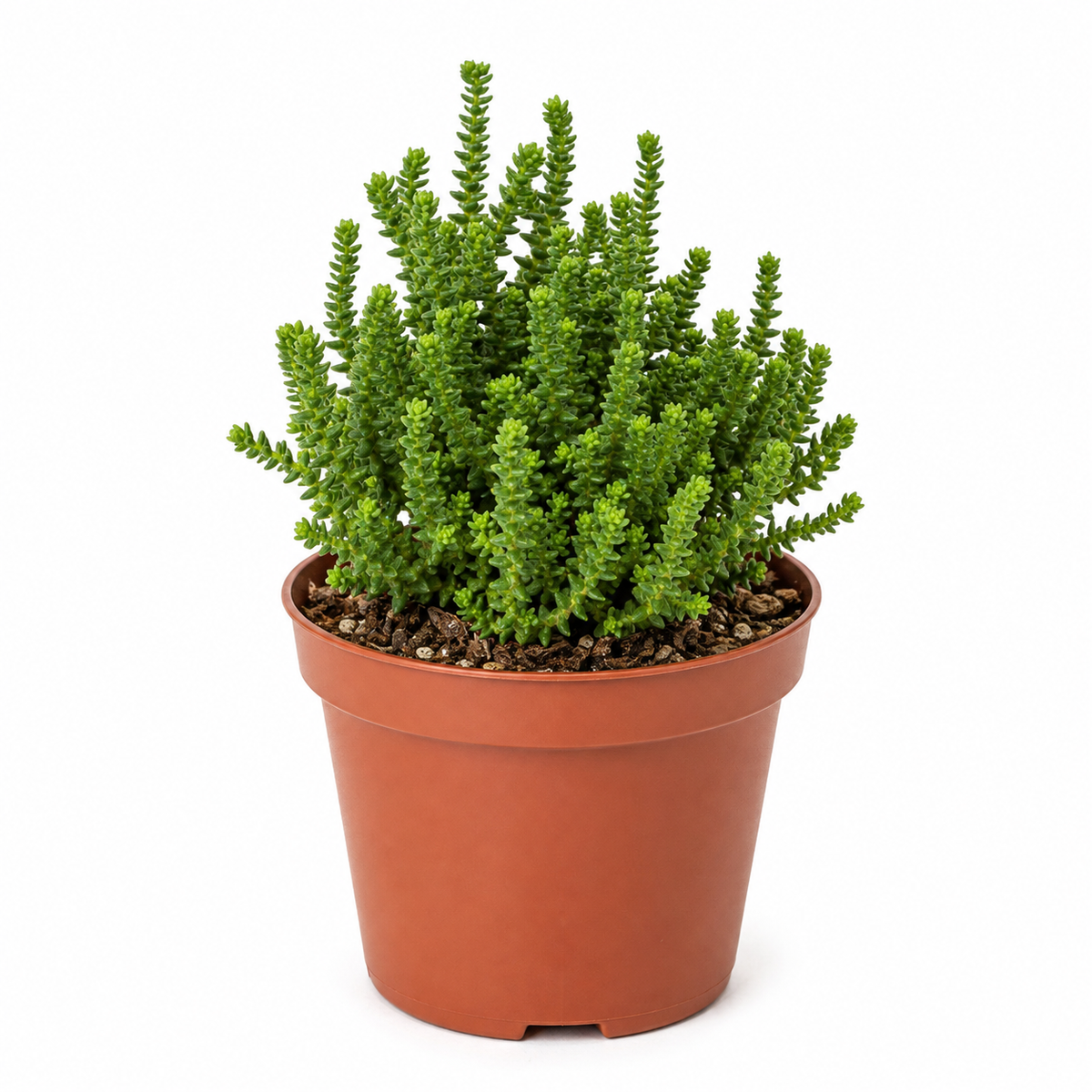 Crassula Muscosa con Macetero – 10 a 17 cm