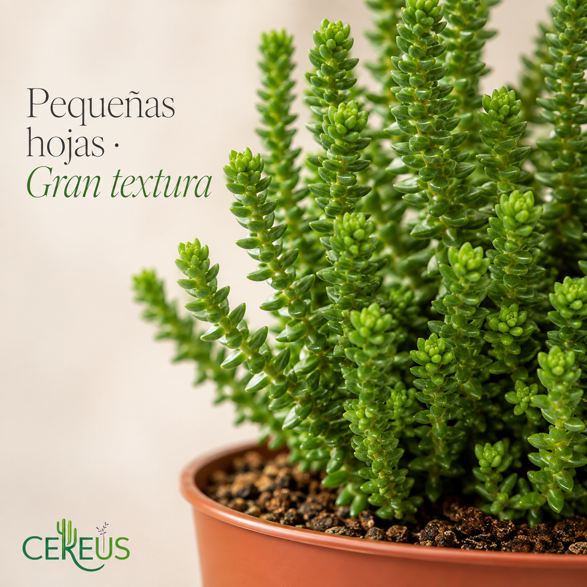 Crassula Muscosa con Macetero – 10 a 17 cm