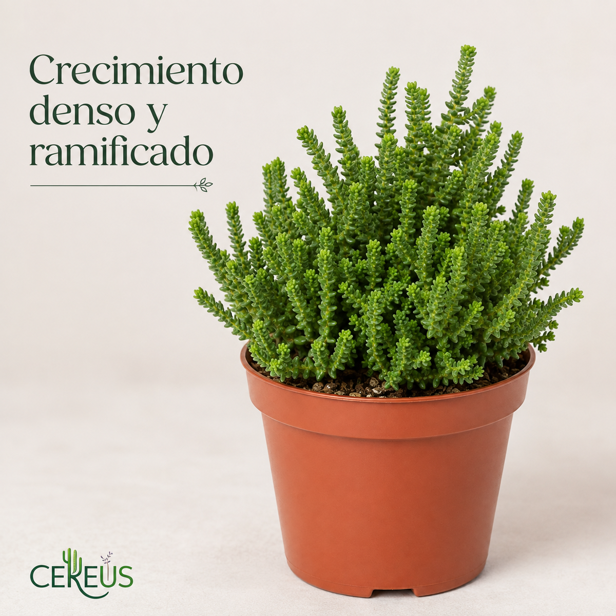 Crassula Muscosa con Macetero – 10 a 17 cm
