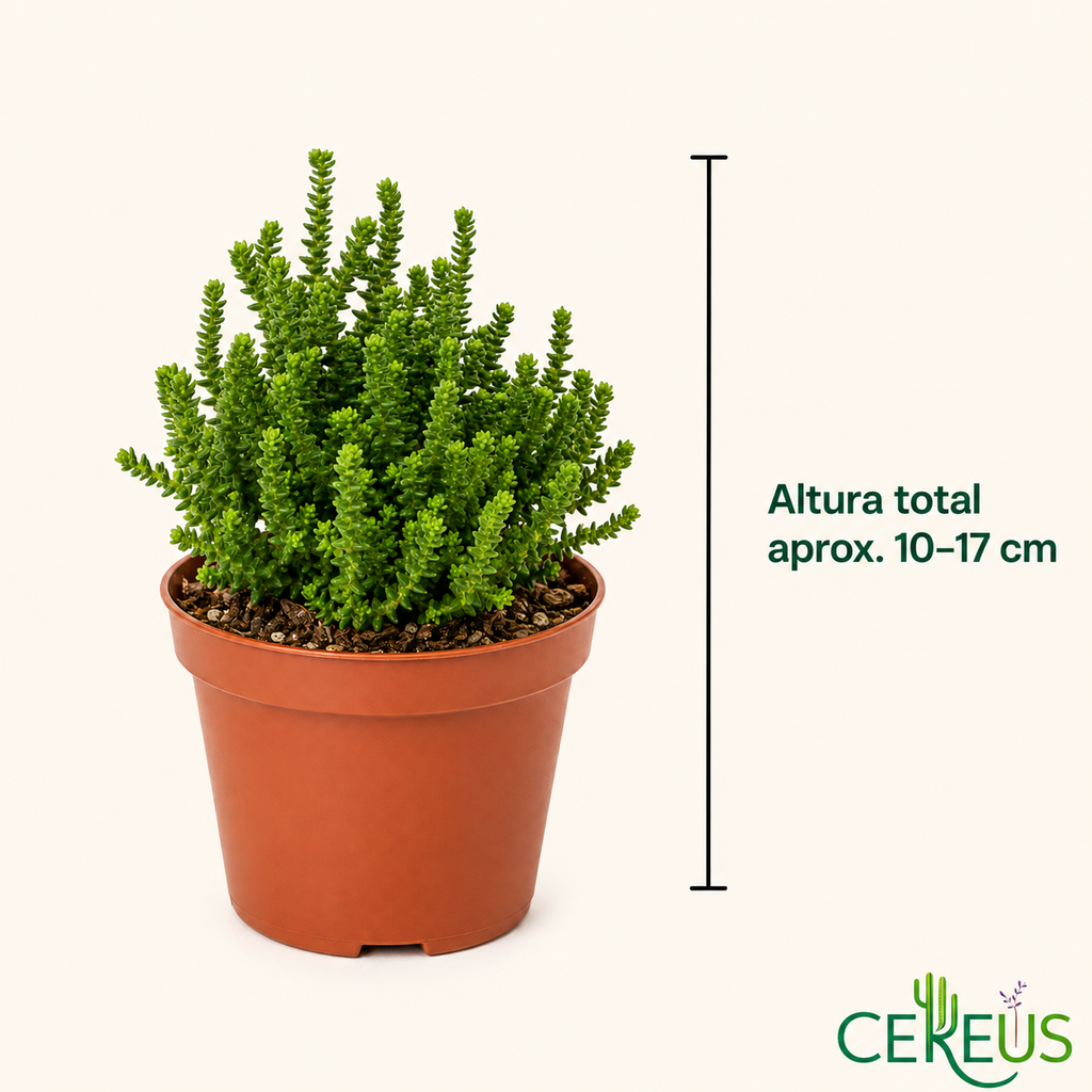 Crassula Muscosa con Macetero – 10 a 17 cm