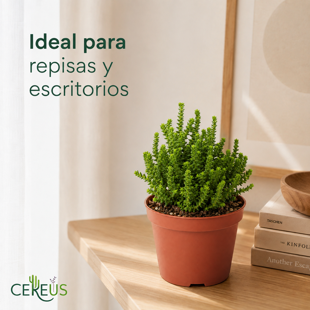 Crassula Muscosa con Macetero – 10 a 17 cm