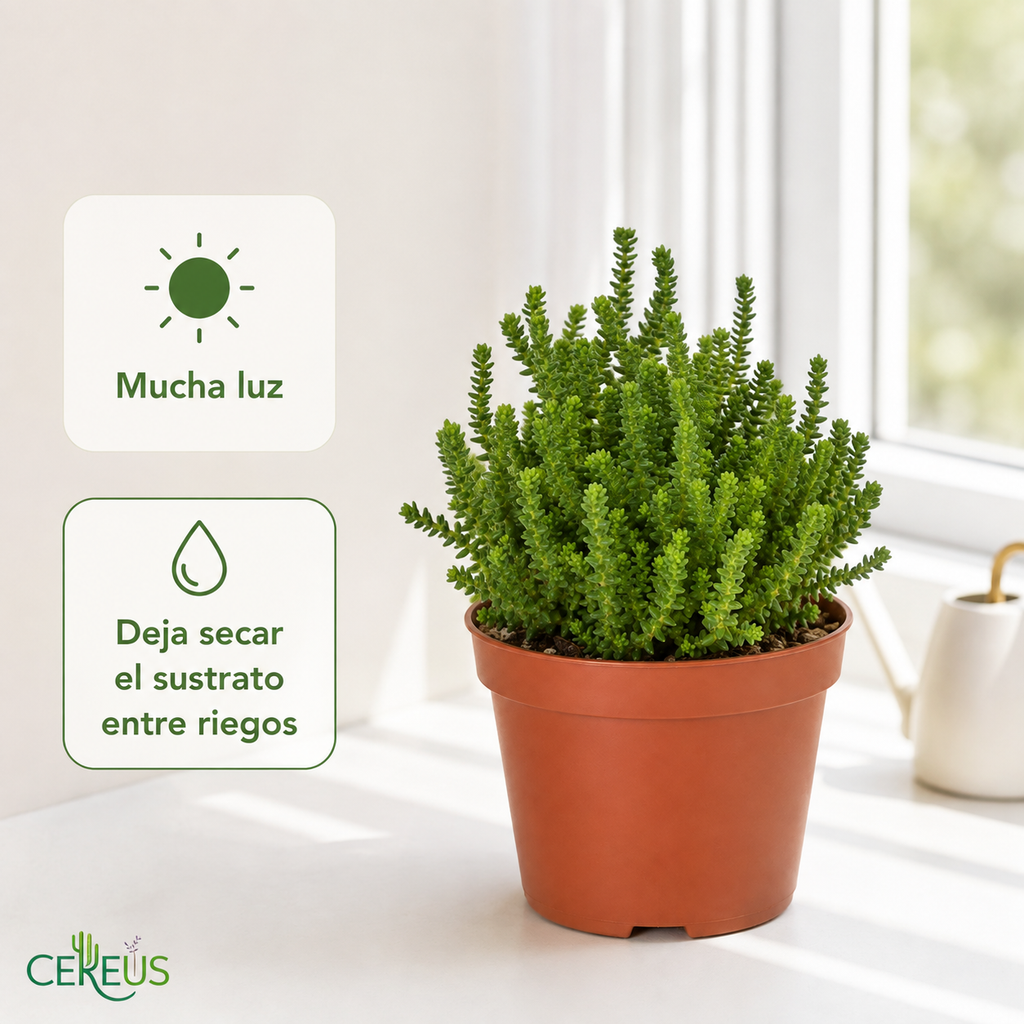 Crassula Muscosa con Macetero – 10 a 17 cm