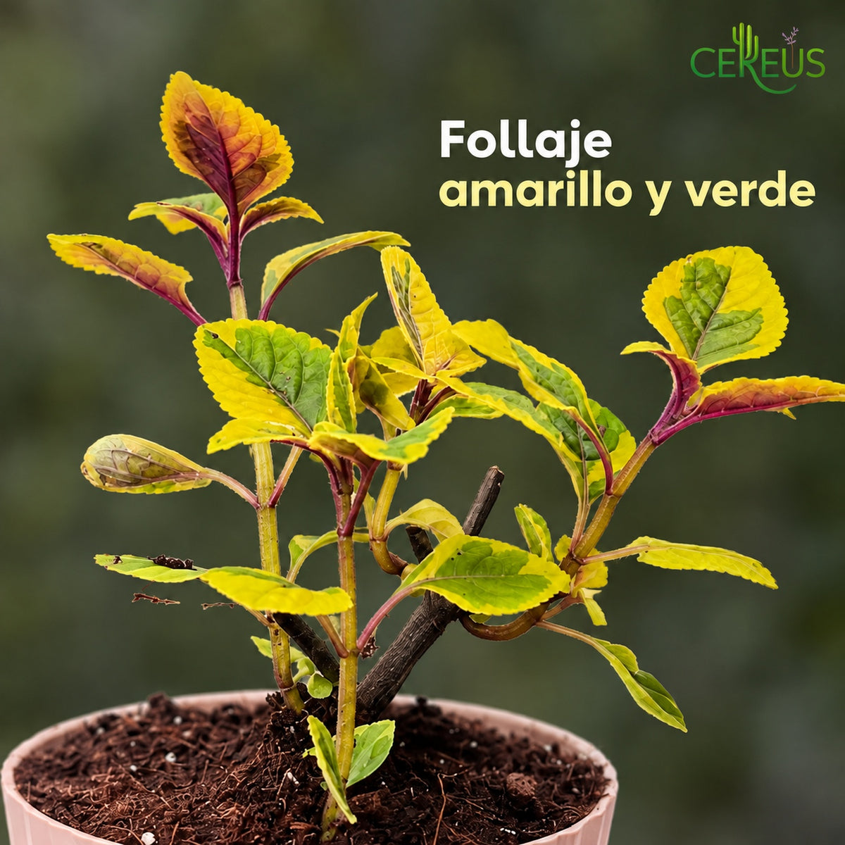 Planta Dólar Dorado Con Macetero Autorregante