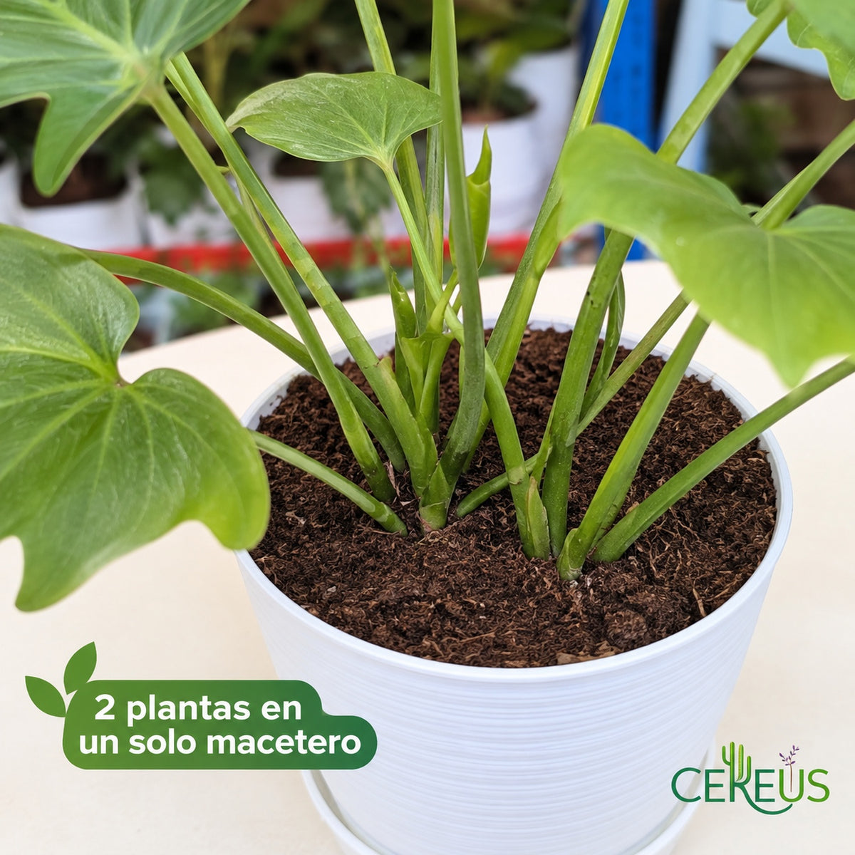 Filodendro de hojas recortadas: dos plantas en un macetero