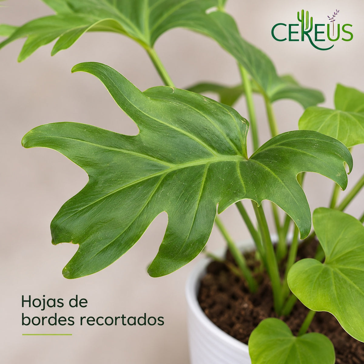 Filodendro de hojas recortadas: dos plantas en un macetero