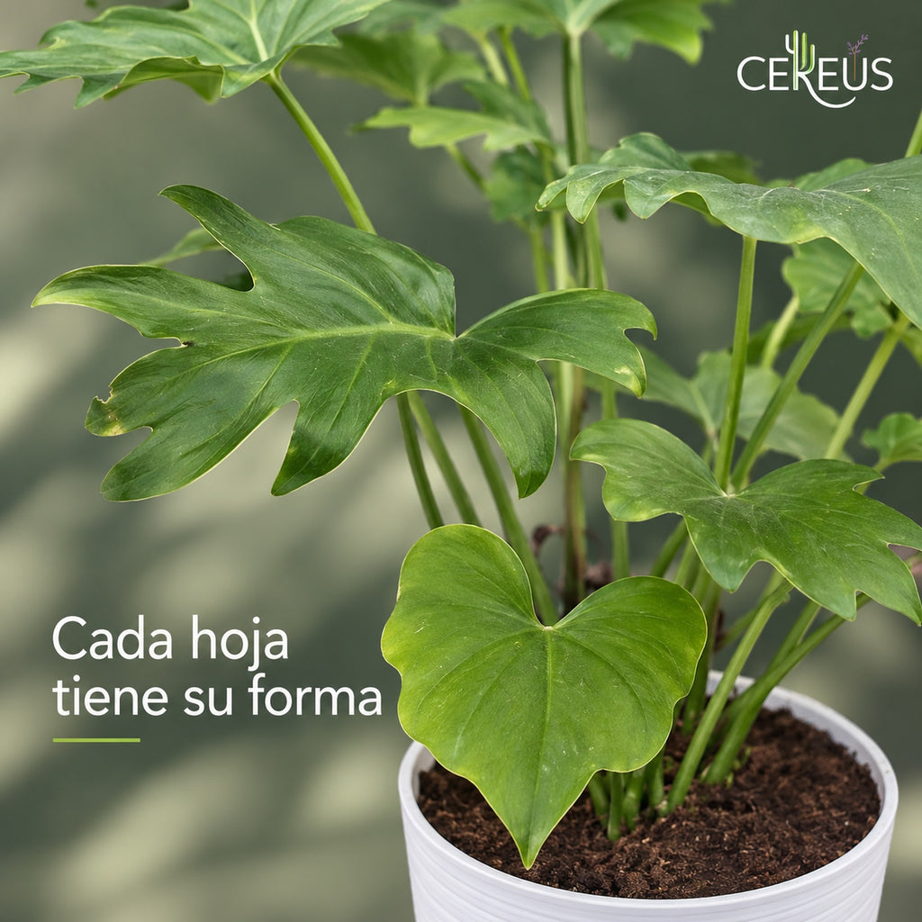 Filodendro de hojas recortadas: dos plantas en un macetero