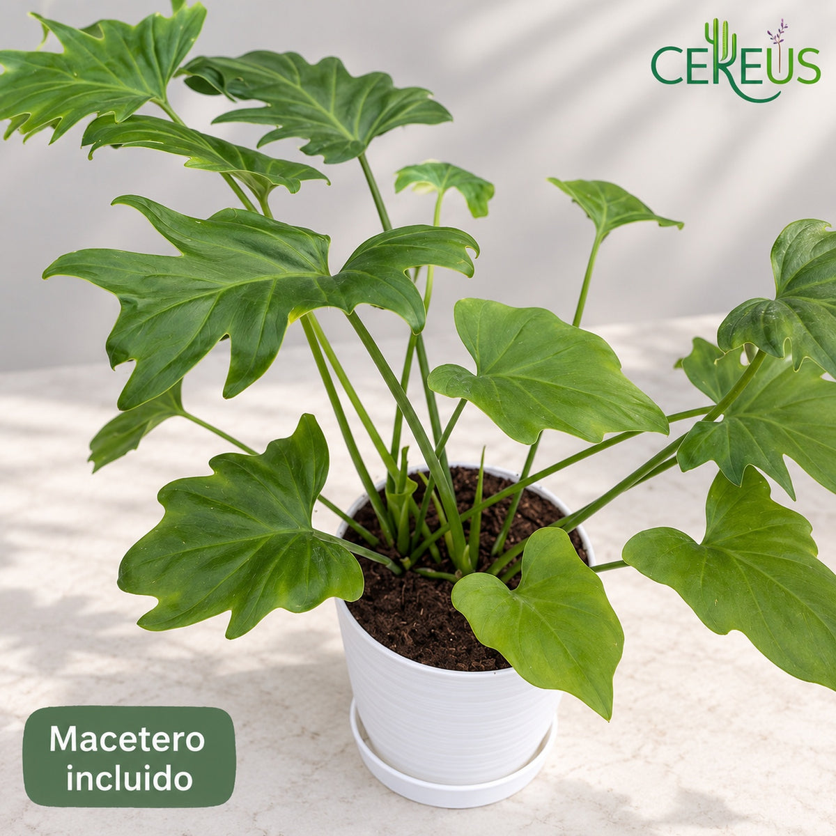 Filodendro de hojas recortadas: dos plantas en un macetero