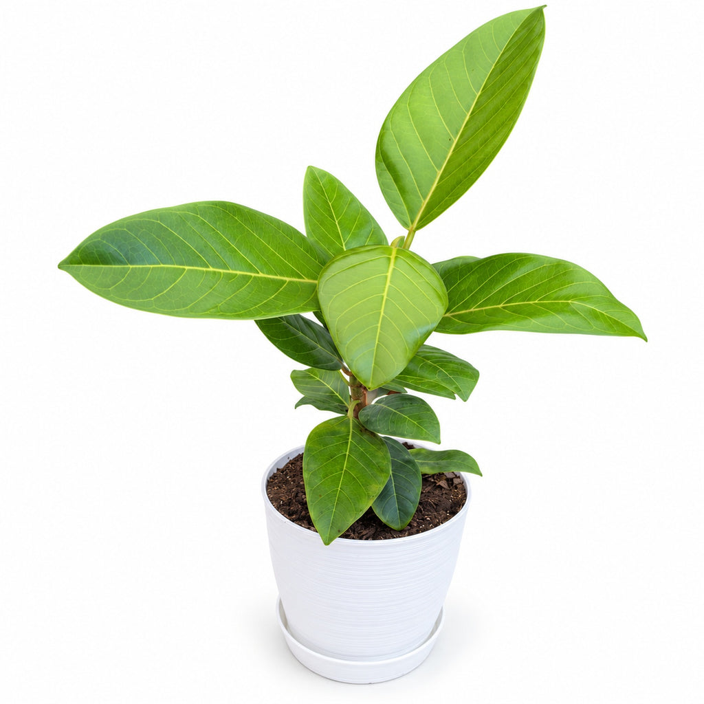 Ficus Benghalensis Gold con macetero blanco y plato