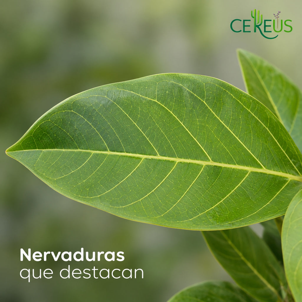 Ficus Benghalensis Gold con macetero blanco y plato