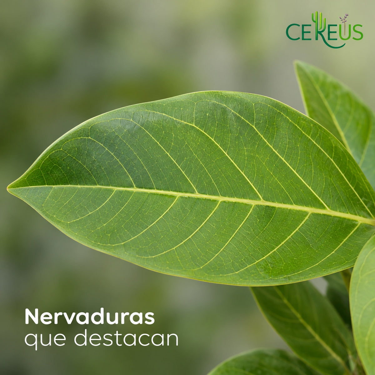 Ficus Benghalensis Gold con macetero blanco y plato