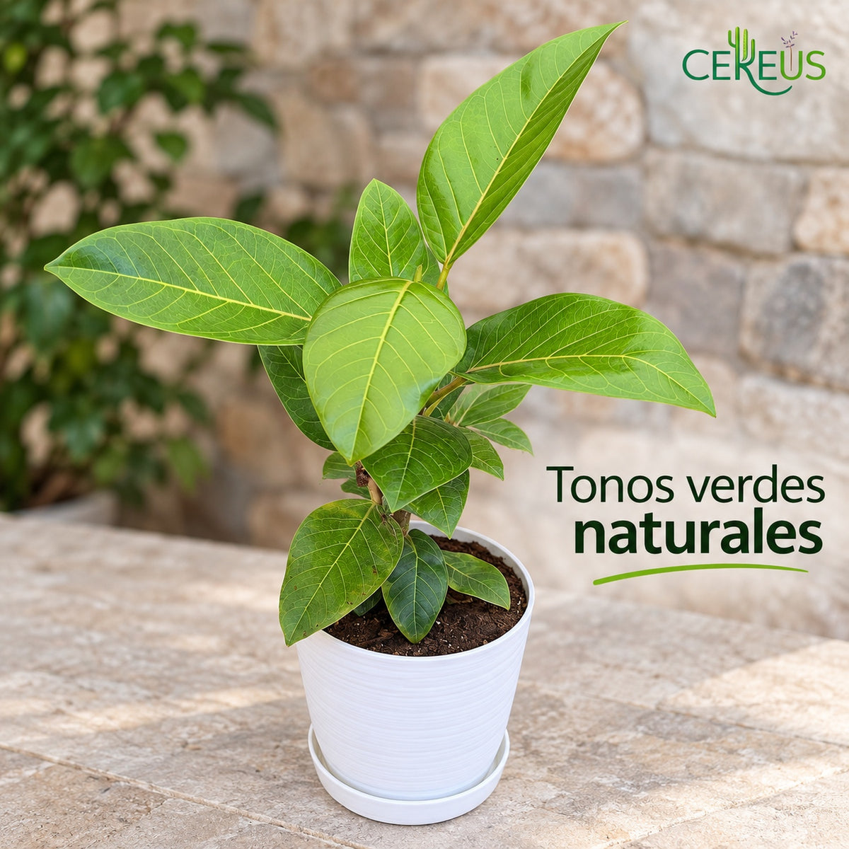 Ficus Benghalensis Gold con macetero blanco y plato