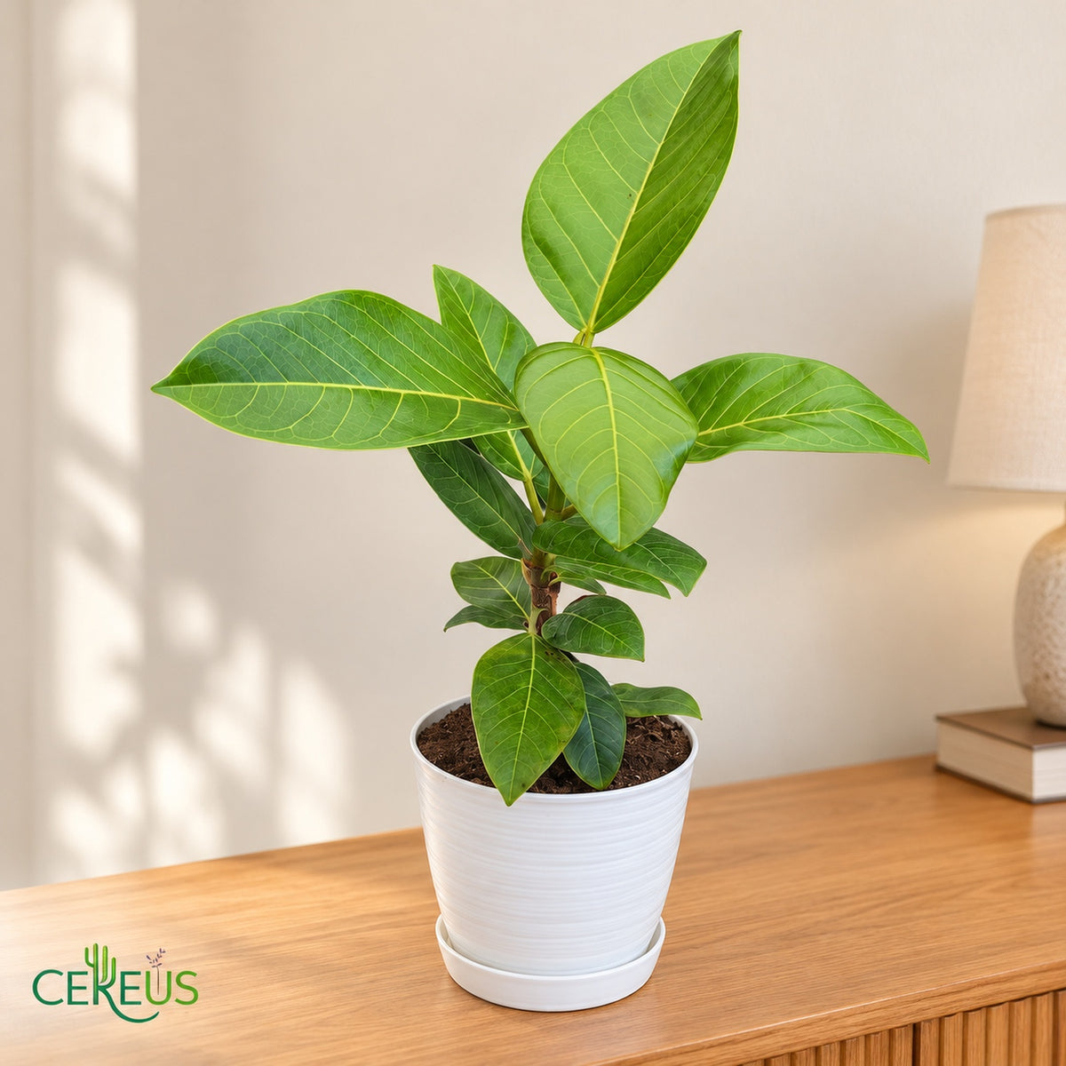 Ficus Benghalensis Gold con macetero blanco y plato