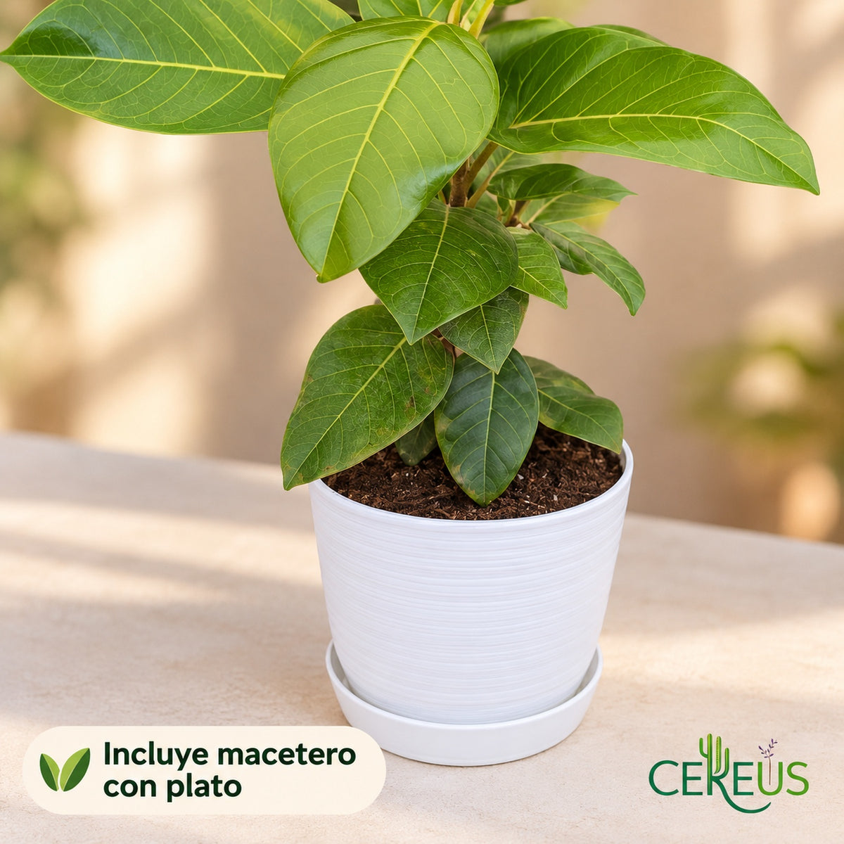 Ficus Benghalensis Gold con macetero blanco y plato