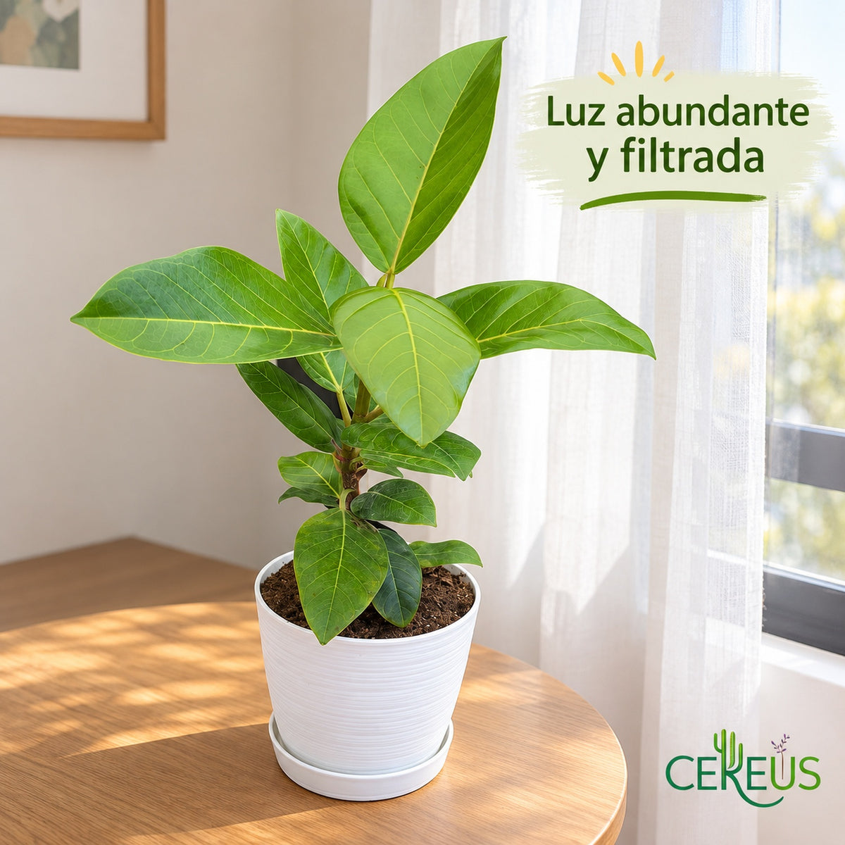Ficus Benghalensis Gold con macetero blanco y plato