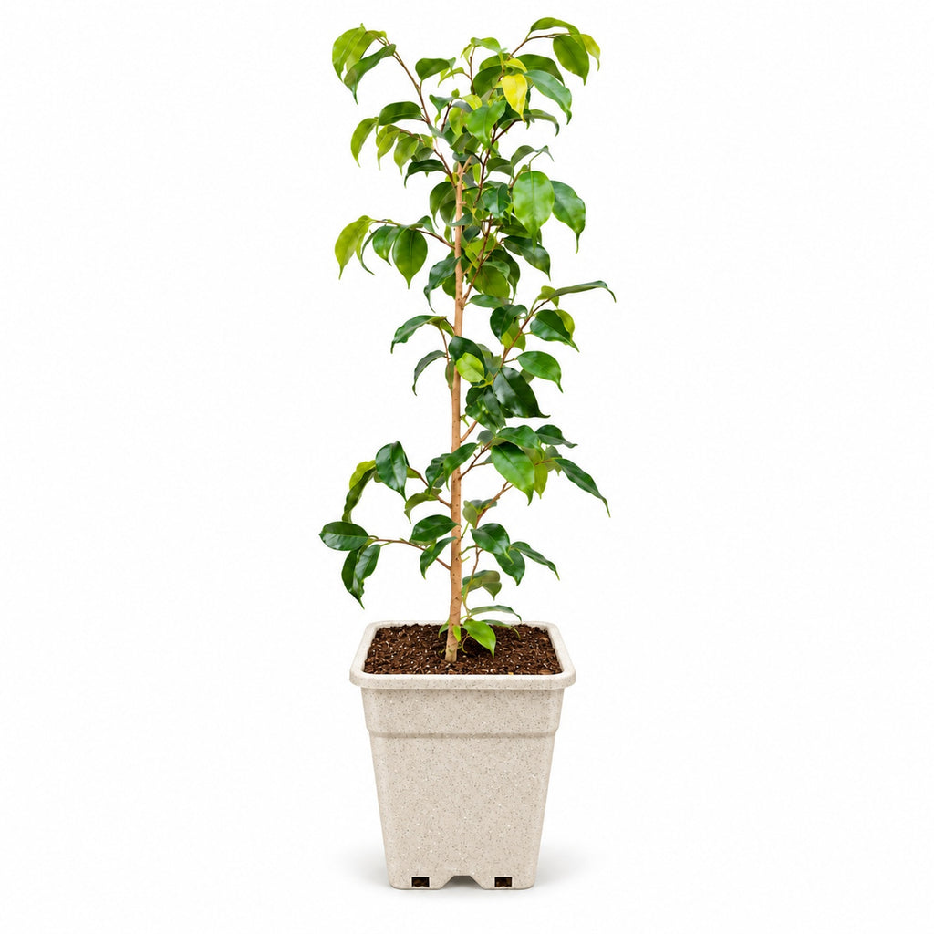 Ficus Benjamina Natural con Macetero – 110 a 120 cm