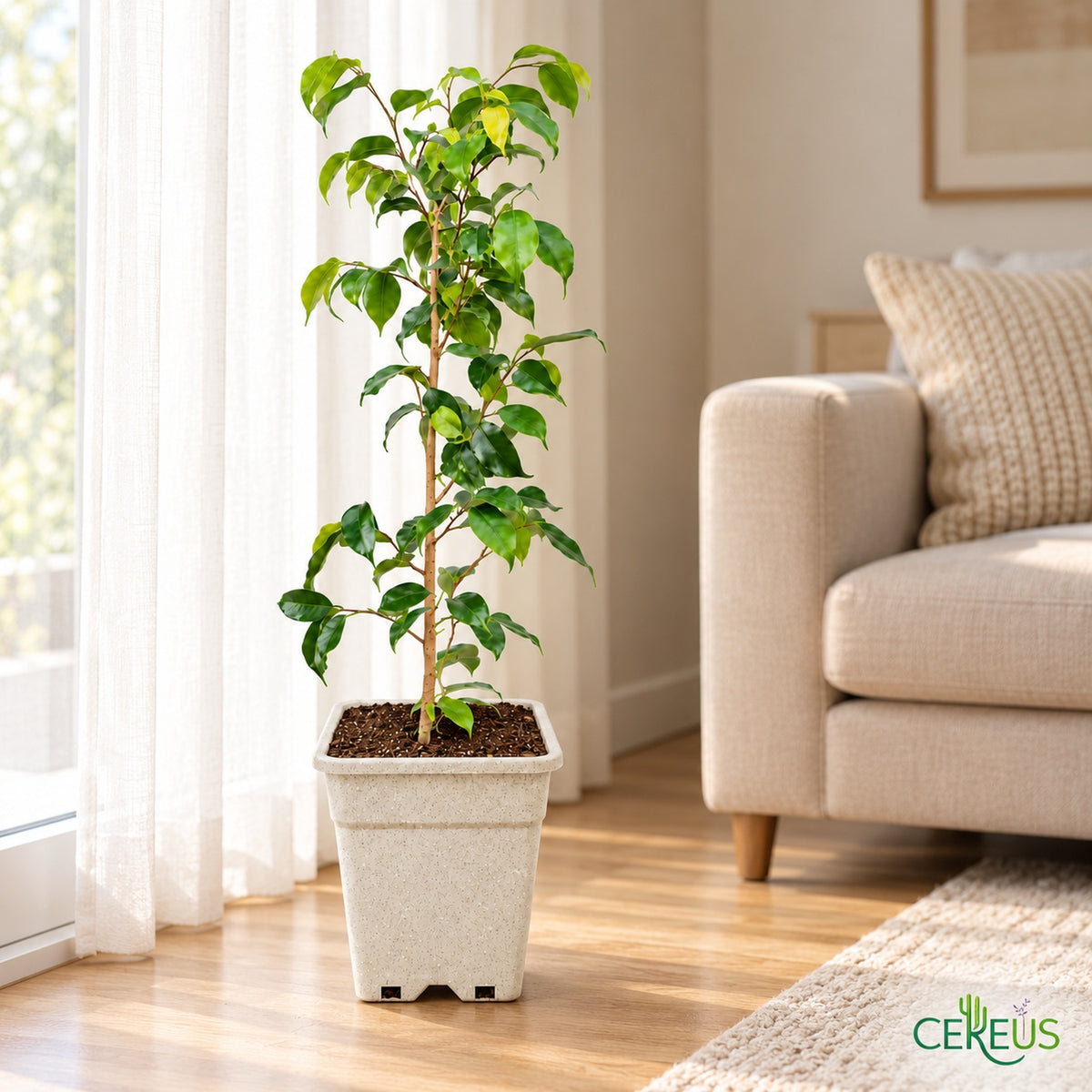 Ficus Benjamina Natural con Macetero – 110 a 120 cm