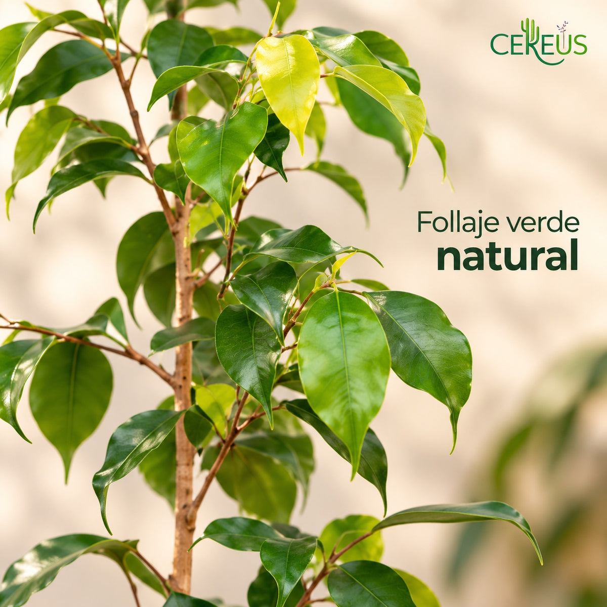 Ficus Benjamina Natural con Macetero – 110 a 120 cm