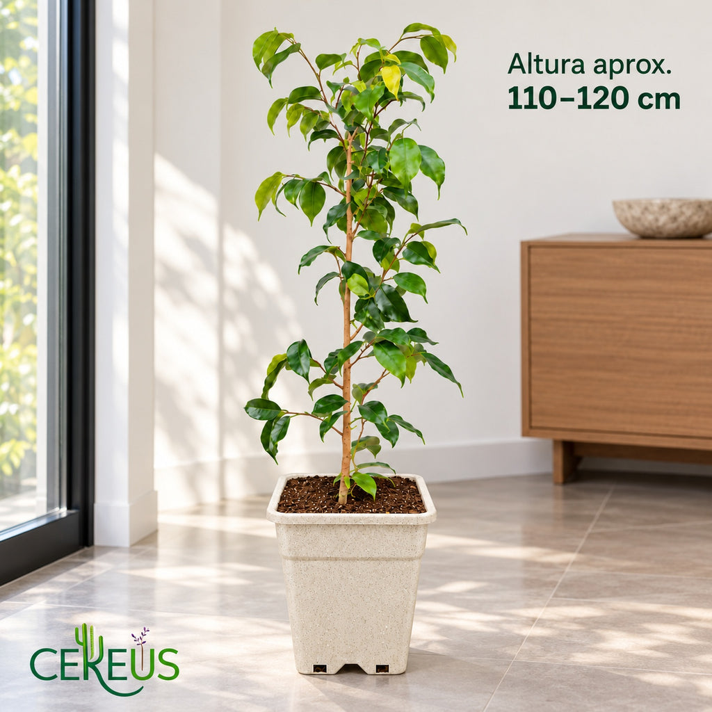 Ficus Benjamina Natural con Macetero – 110 a 120 cm