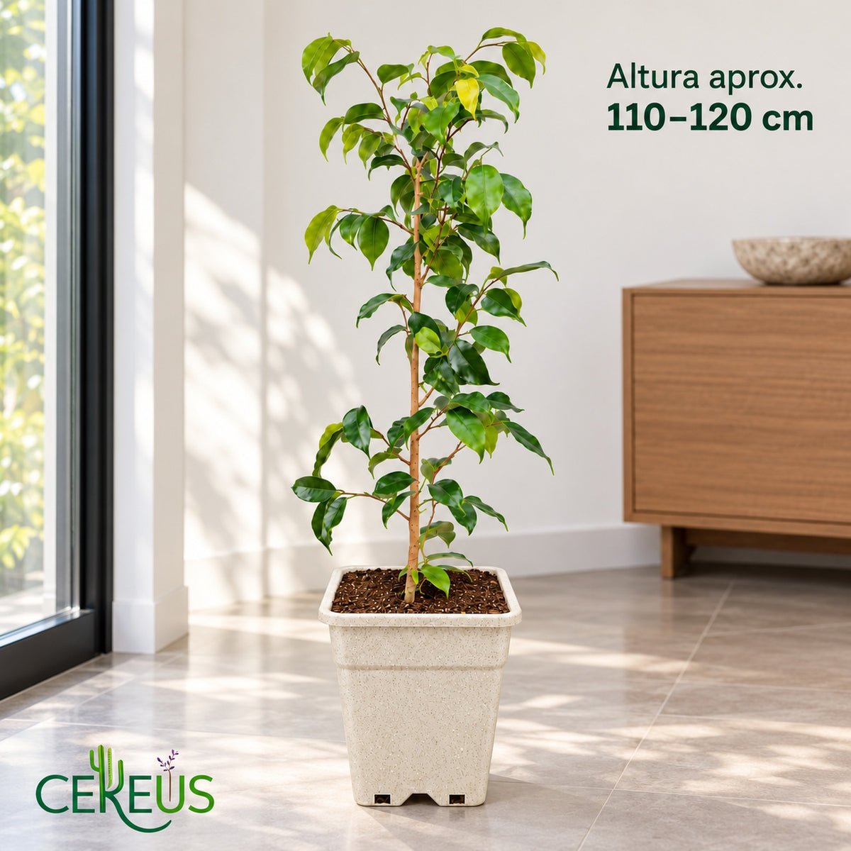 Ficus Benjamina Natural con Macetero – 110 a 120 cm