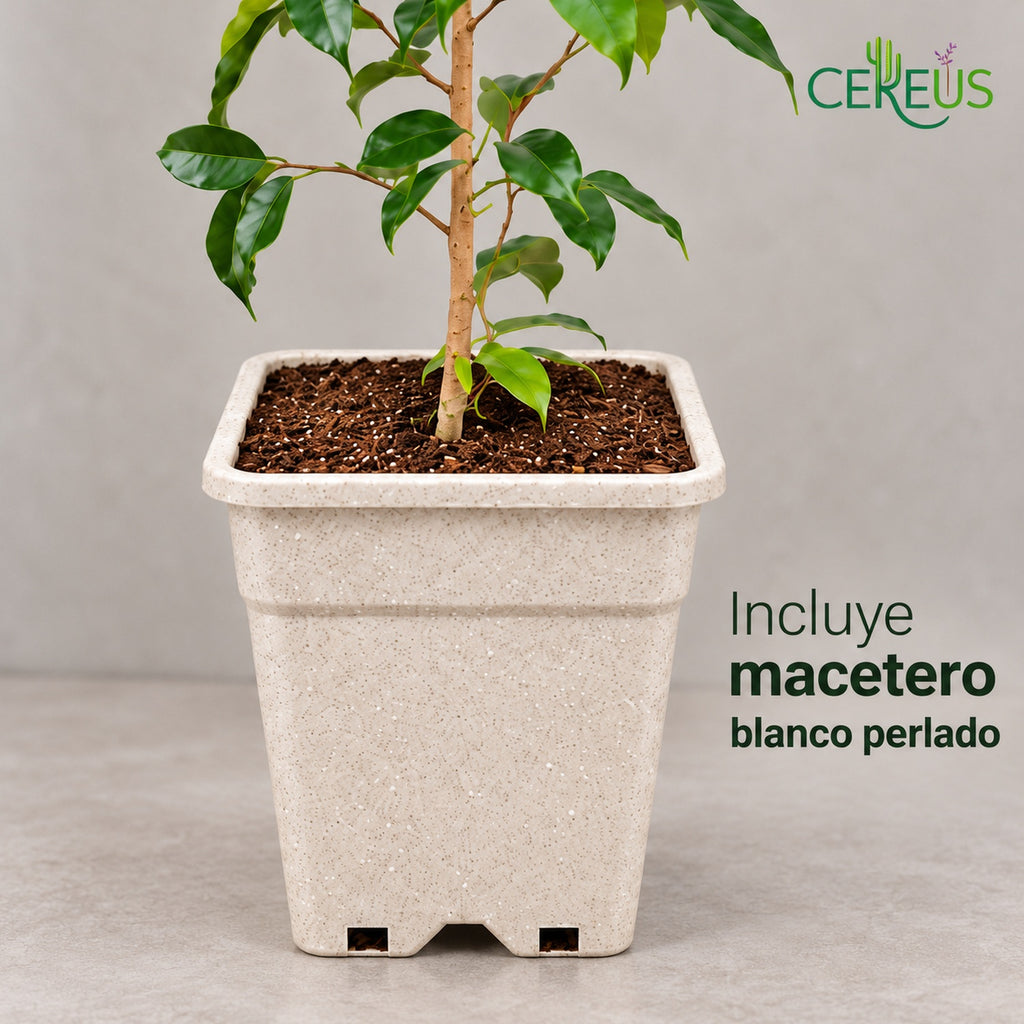 Ficus Benjamina Natural con Macetero – 110 a 120 cm