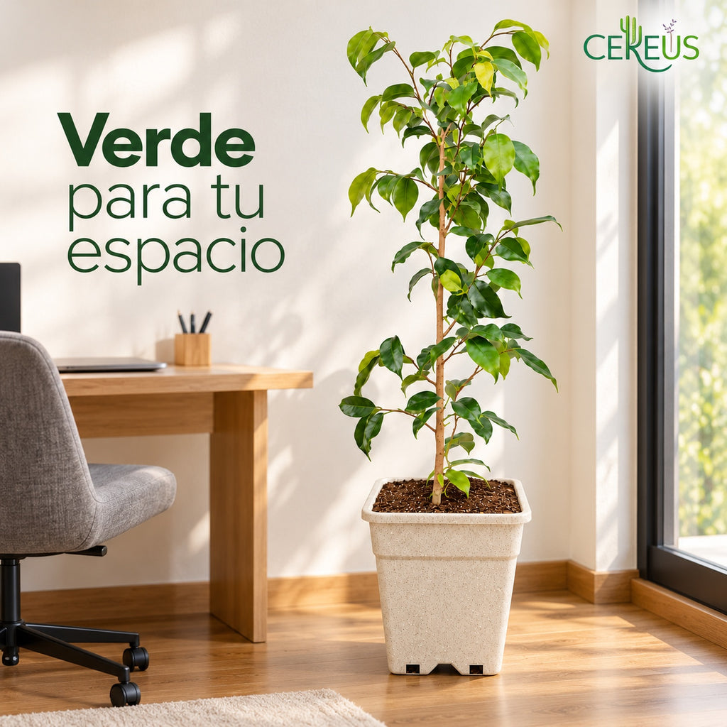 Ficus Benjamina Natural con Macetero – 110 a 120 cm