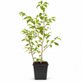 Ficus Benjamina Verde claro con Macetero 110 a 130 cm