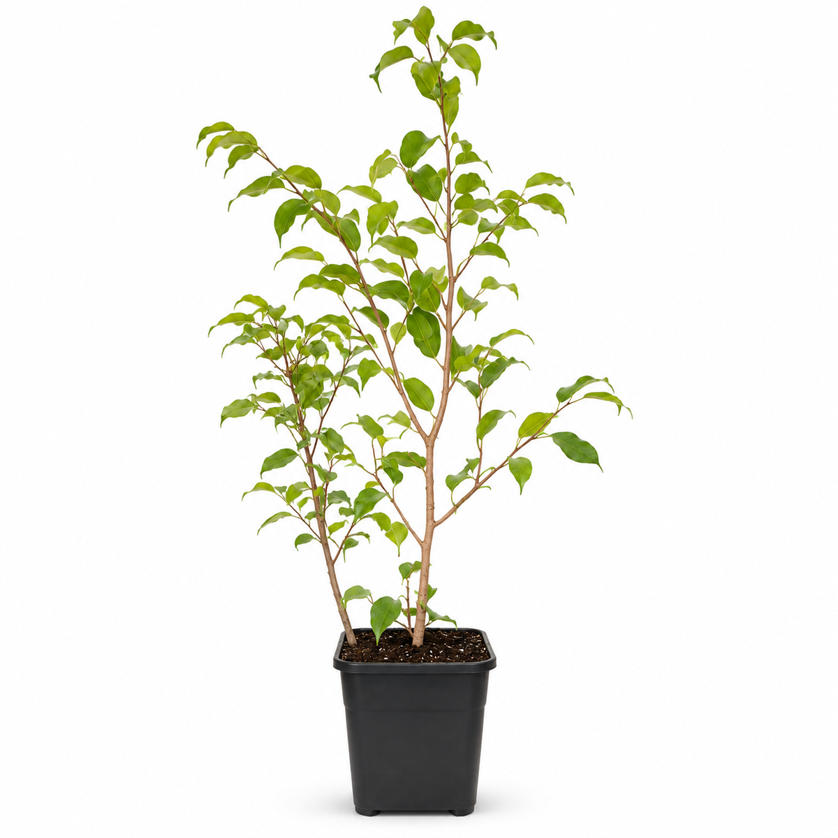 Ficus Benjamina Verde claro con Macetero 110 a 130 cm