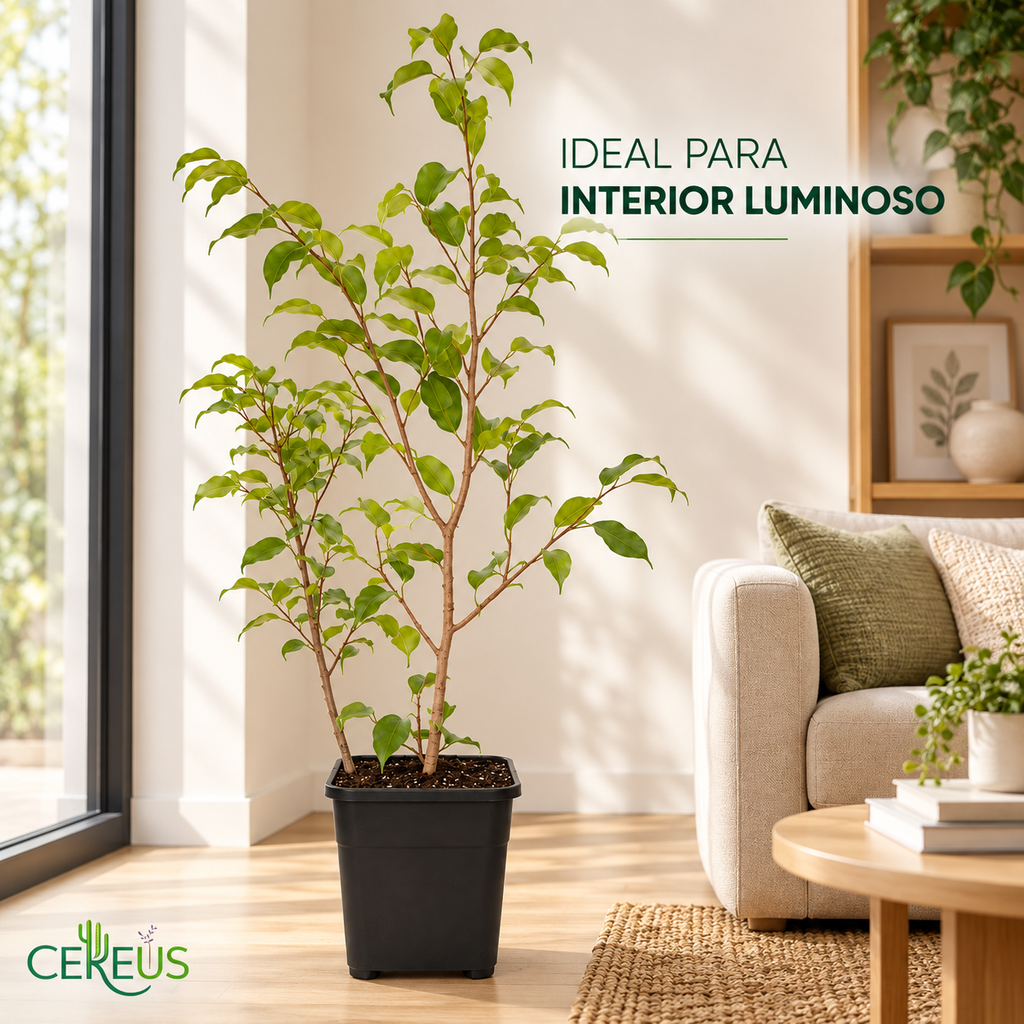 Ficus Benjamina Verde claro con Macetero 110 a 130 cm