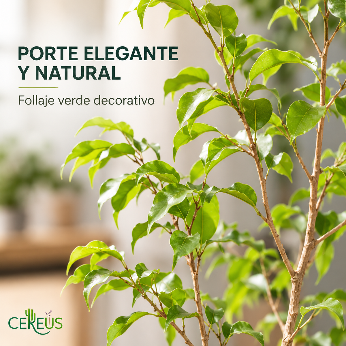 Ficus Benjamina Verde claro con Macetero 110 a 130 cm