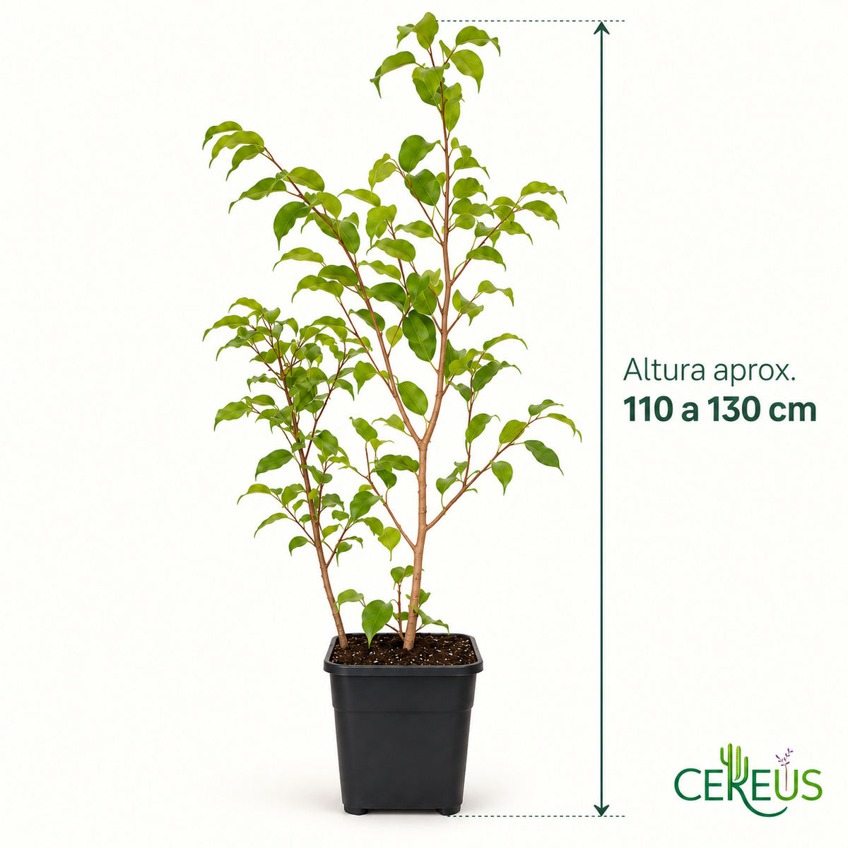Ficus Benjamina Verde claro con Macetero 110 a 130 cm