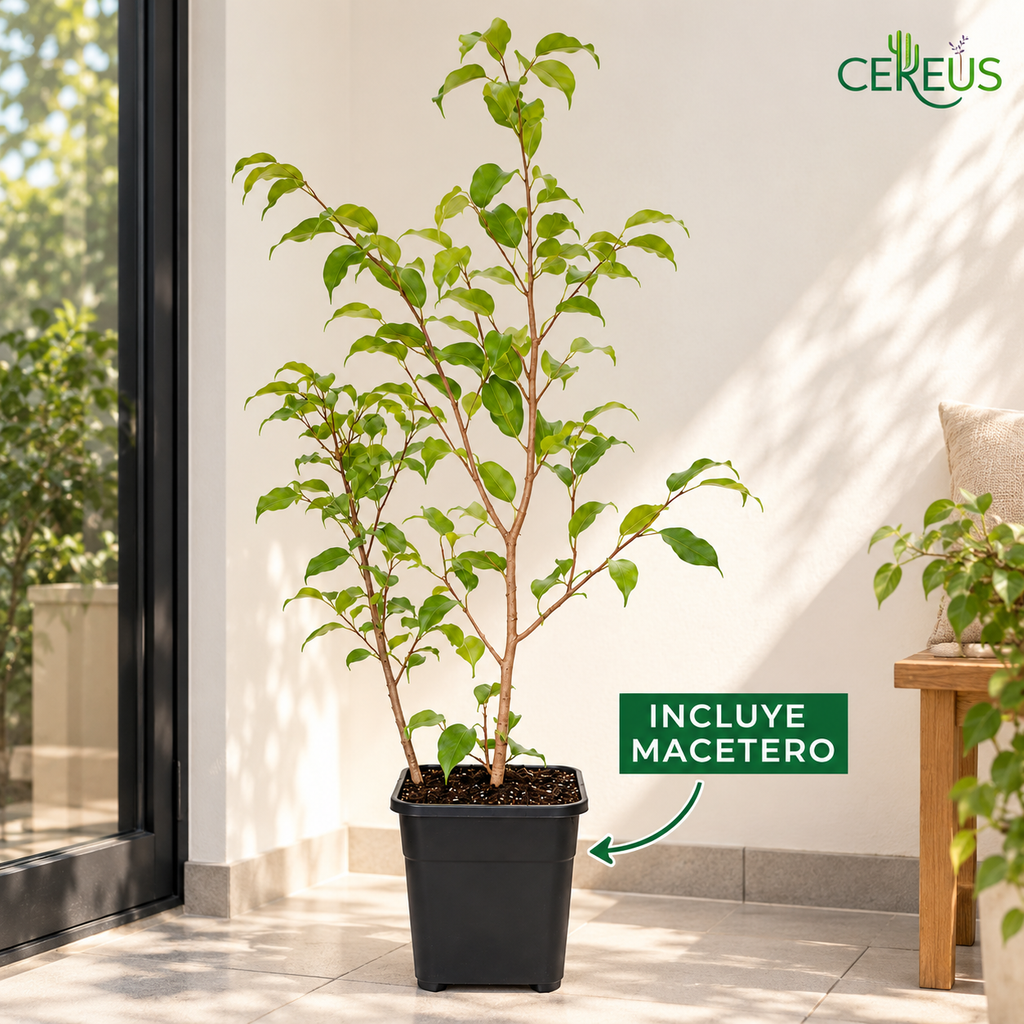Ficus Benjamina Verde claro con Macetero 110 a 130 cm